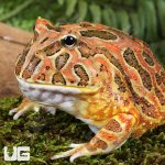 ug_Adult Red Coffee Pacman Frog_4.jpg