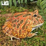ug_Adult Red Coffee Pacman Frog_3.jpg
