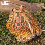 ug_Adult Red Coffee Pacman Frog_2.jpg