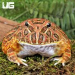 ug_Adult Red Coffee Pacman Frog_1.jpg
