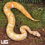 ug_Male Blackhead Red Gene Dreamsicle Ball Python_4.jpg