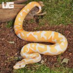 ug_Male Blackhead Red Gene Dreamsicle Ball Python_3.jpg