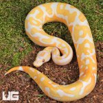 ug_Male Blackhead Red Gene Dreamsicle Ball Python_2.jpg