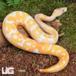 ug_Male Blackhead Red Gene Dreamsicle Ball Python_1.jpg