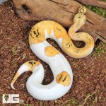 ug_Baby Male Pastel Fire Clown Pied Ball Python_4.jpg