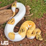 ug_Baby Male Pastel Fire Clown Pied Ball Python_3.jpg
