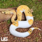 ug_Baby Male Pastel Fire Clown Pied Ball Python_2.jpg
