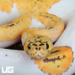 ug_Baby Male Pastel Fire Clown Pied Ball Python_1.jpg
