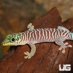 ug_baby_standings_day_gecko_4.jpg