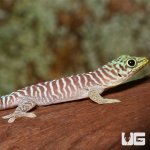 ug_baby_standings_day_gecko_3.jpg
