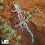 ug_baby_standings_day_gecko_2.jpg