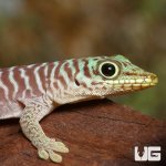 ug_baby_standings_day_gecko_1.jpg