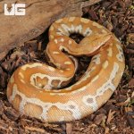 ug_Female Albino Blood Python_4.jpg