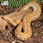 ug_Female Albino Blood Python_3.jpg