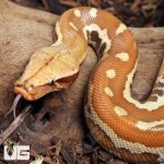 ug_Female Albino Blood Python_2.jpg