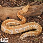 ug_Female Albino Blood Python_1.jpg