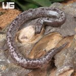ug_Baby Anery Granite Kenyan Sand Boa_4.jpg