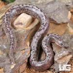 ug_Baby Anery Granite Kenyan Sand Boa_3.jpg