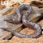 ug_Baby Anery Granite Kenyan Sand Boa_2.jpg