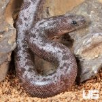 ug_Baby Anery Granite Kenyan Sand Boa_1.jpg