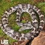 UG_Male Charcoal Cornsnake_4.jpg