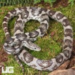 UG_Male Charcoal Cornsnake_3.jpg