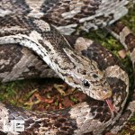UG_Male Charcoal Cornsnake_2.jpg