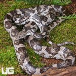 UG_Male Charcoal Cornsnake_1.jpg