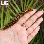 ug_Giant Gold Banded Millipede_5.jpg