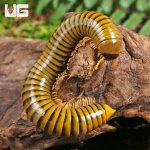 ug_Giant Gold Banded Millipede_4.jpg