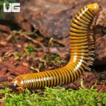 ug_Giant Gold Banded Millipede_3.jpg