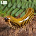 ug_Giant Gold Banded Millipede_2.jpg