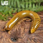 ug_Giant Gold Banded Millipede_1.jpg