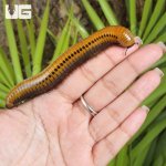 g_Giant_Gold_Spotted_Millipede_5.jpg