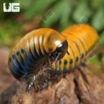 g_Giant_Gold_Spotted_Millipede_4.jpg