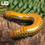g_Giant_Gold_Spotted_Millipede_3.jpg