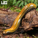 g_Giant_Gold_Spotted_Millipede_2.jpg
