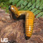 g_Giant_Gold_Spotted_Millipede_1.jpg