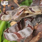 ug_Silver Dog Toothed Cat Snake_5.jpg