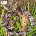 ug_Silver Dog Toothed Cat Snake_3.jpg