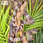 ug_Silver Dog Toothed Cat Snake_2.jpg