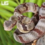 ug_Silver Dog Toothed Cat Snake_1.jpg