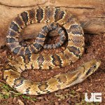 ug_Baby False Water Cobra Het Lavender_4.jpg
