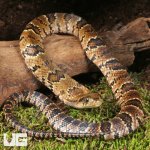 ug_Baby False Water Cobra Het Lavender_3.jpg