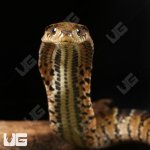 ug_Baby False Water Cobra Het Lavender_2.jpg