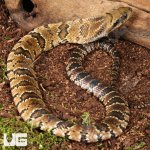 ug_Baby False Water Cobra Het Lavender_1.jpg