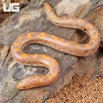 ug_Baby Paradox Albino Kenyan Sand Boa_5.jpg