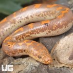 ug_Baby Paradox Albino Kenyan Sand Boa_4.jpg
