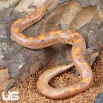 ug_Baby Paradox Albino Kenyan Sand Boa_3.jpg