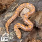ug_Baby Paradox Albino Kenyan Sand Boa_2.jpg